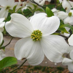 Meet your Posher, Lynn